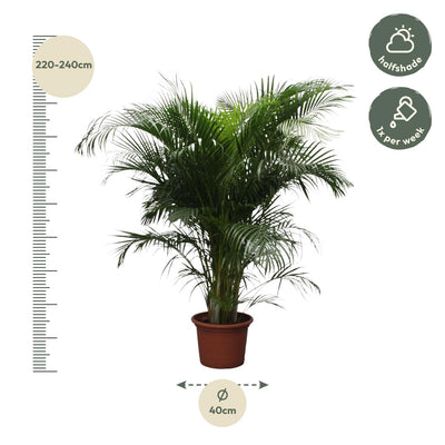 Dypsis Lutescens (Areca-Palme) – 230 cm – ø40 - Goldfruchtpalme