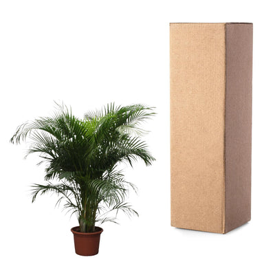 Dypsis Lutescens (Areca-Palme) – 230 cm – ø40 - Goldfruchtpalme