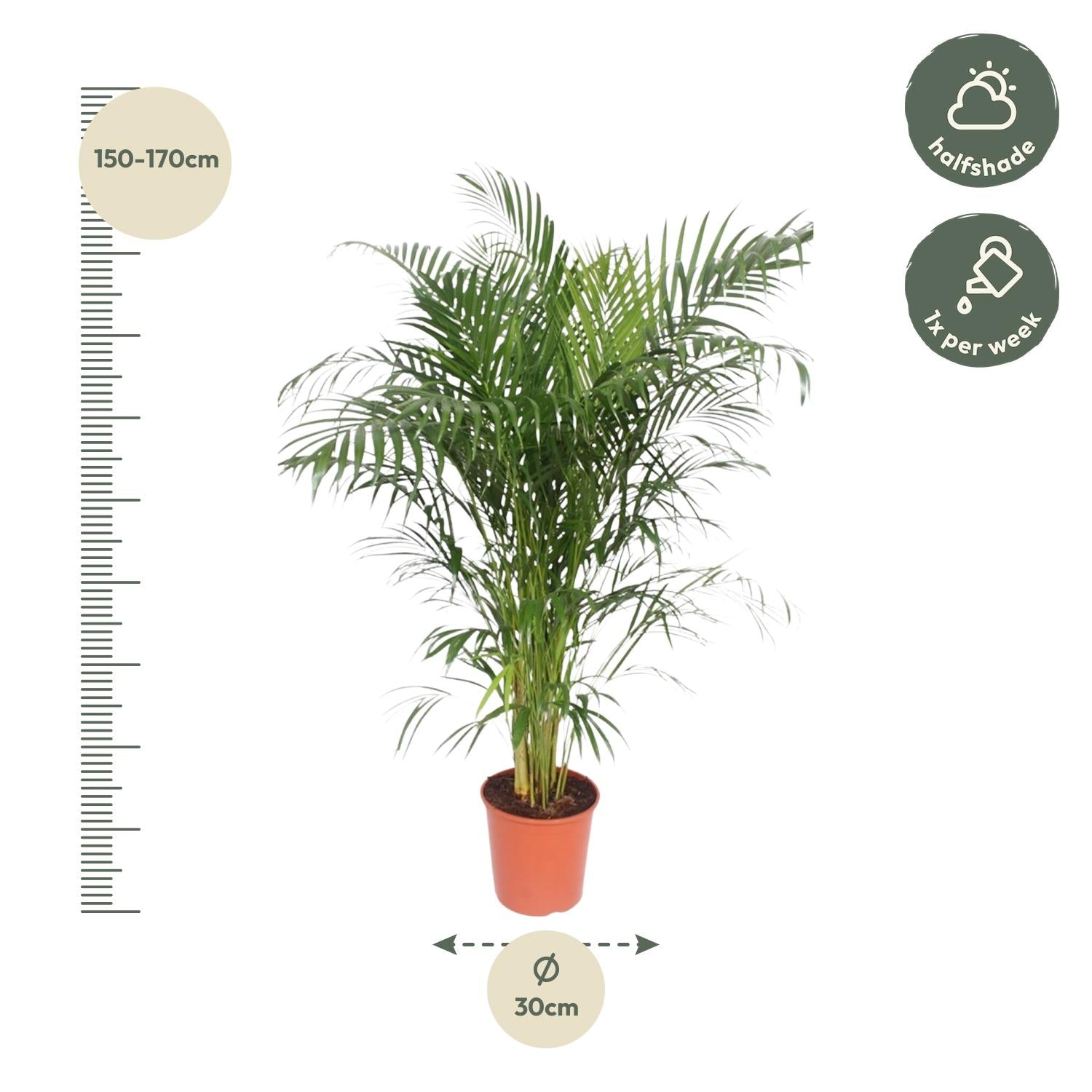 Dypsis Lutescens (Areca-Palme) – 160 cm – ø30 - Goldfruchtpalme