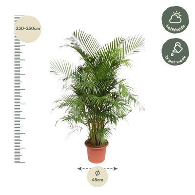 Dypsis Lutescens (Areca-Palme) – 240 cm – ø45 - Goldfruchtpalme