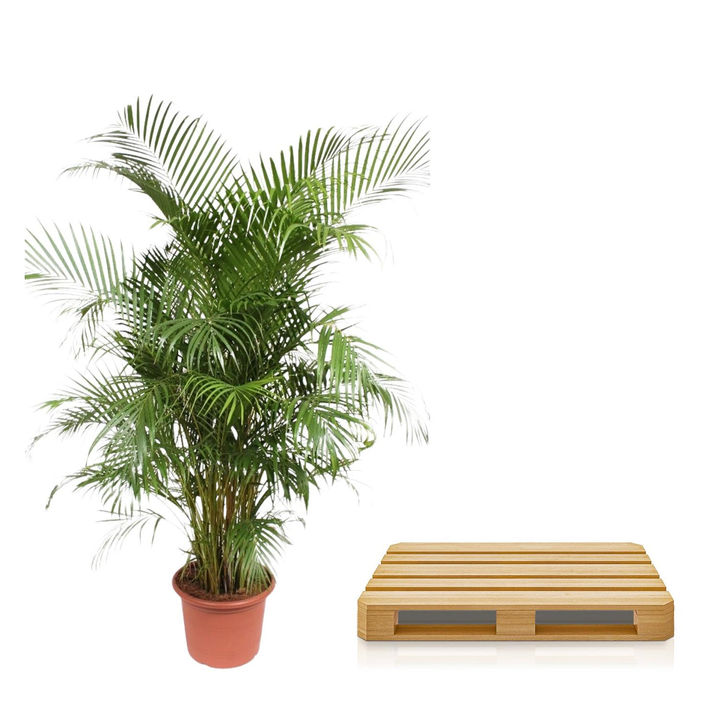 Dypsis Lutescens (Areca-Palme) – 240 cm – ø45 - Goldfruchtpalme