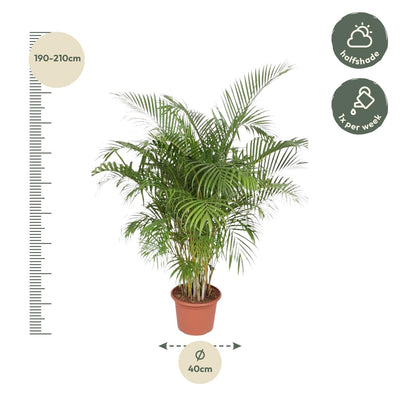 Dypsis Lutescens (Areca-Palme) – 200 cm – ø40 - Goldfruchtpalme