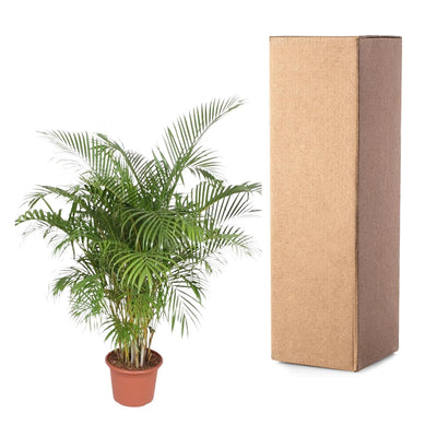 Dypsis Lutescens (Areca-Palme) – 200 cm – ø40 - Goldfruchtpalme