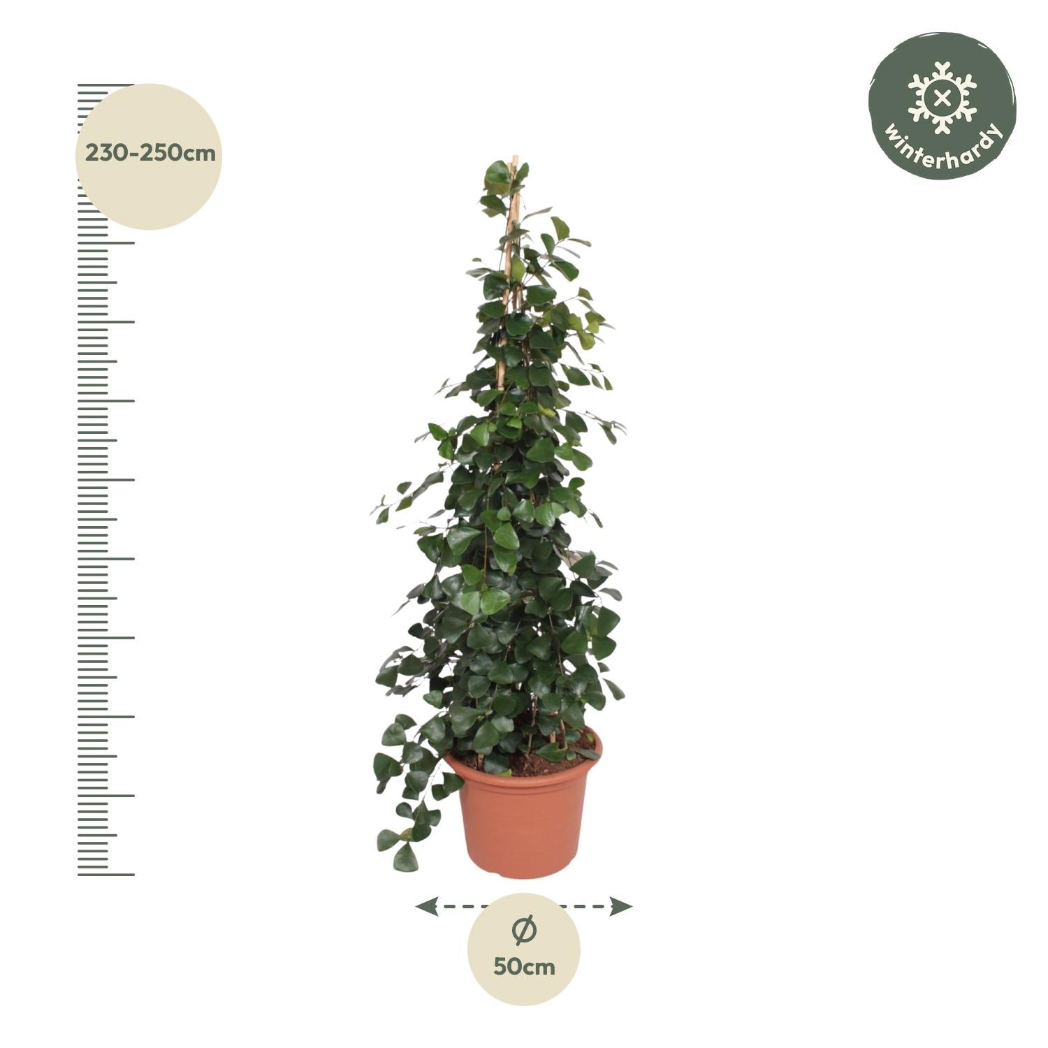 Ficus Trinova Pyramide – 240 cm – ø50