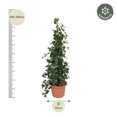 Ficus Trinova Pyramide – 240 cm – ø50