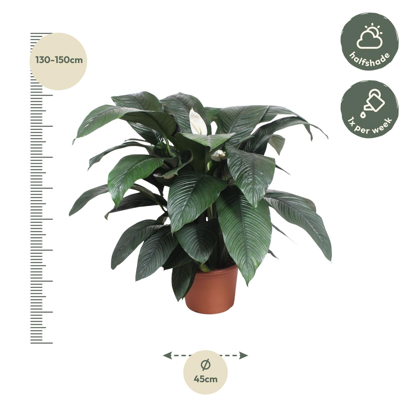 Spathiphyllum Sensation - 140 cm - ø45 - Einblatt