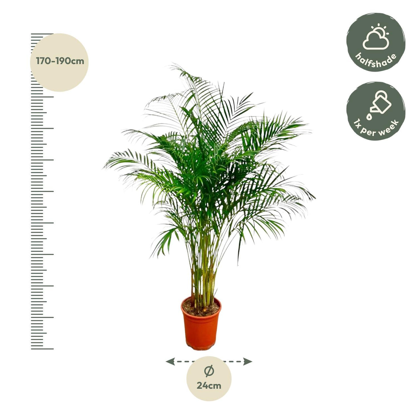 Dypsis Lutescens (Areca-Palme) – 180 cm – ø24 - Goldfruchtpalme