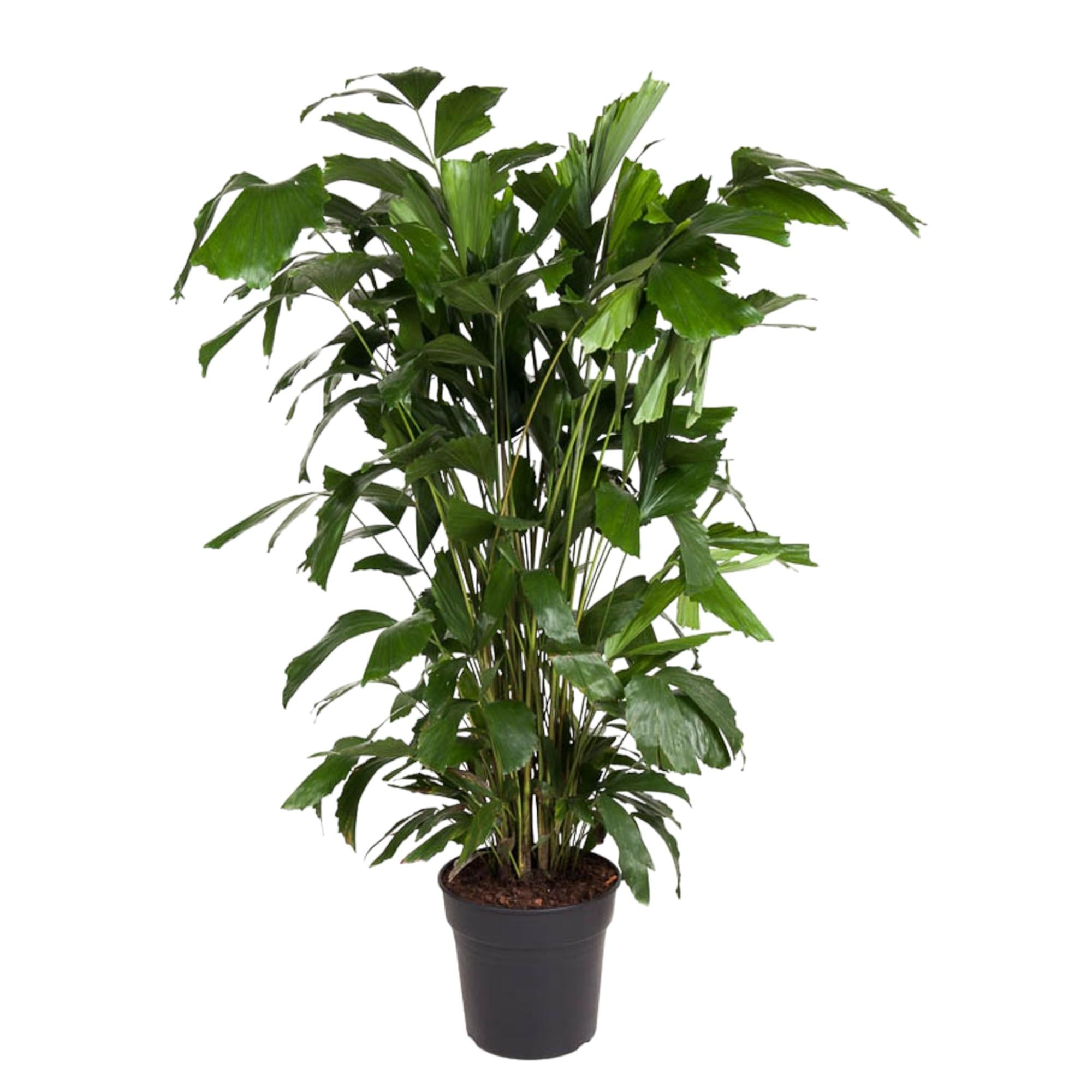 Caryota Mitis – 140 cm – ø27