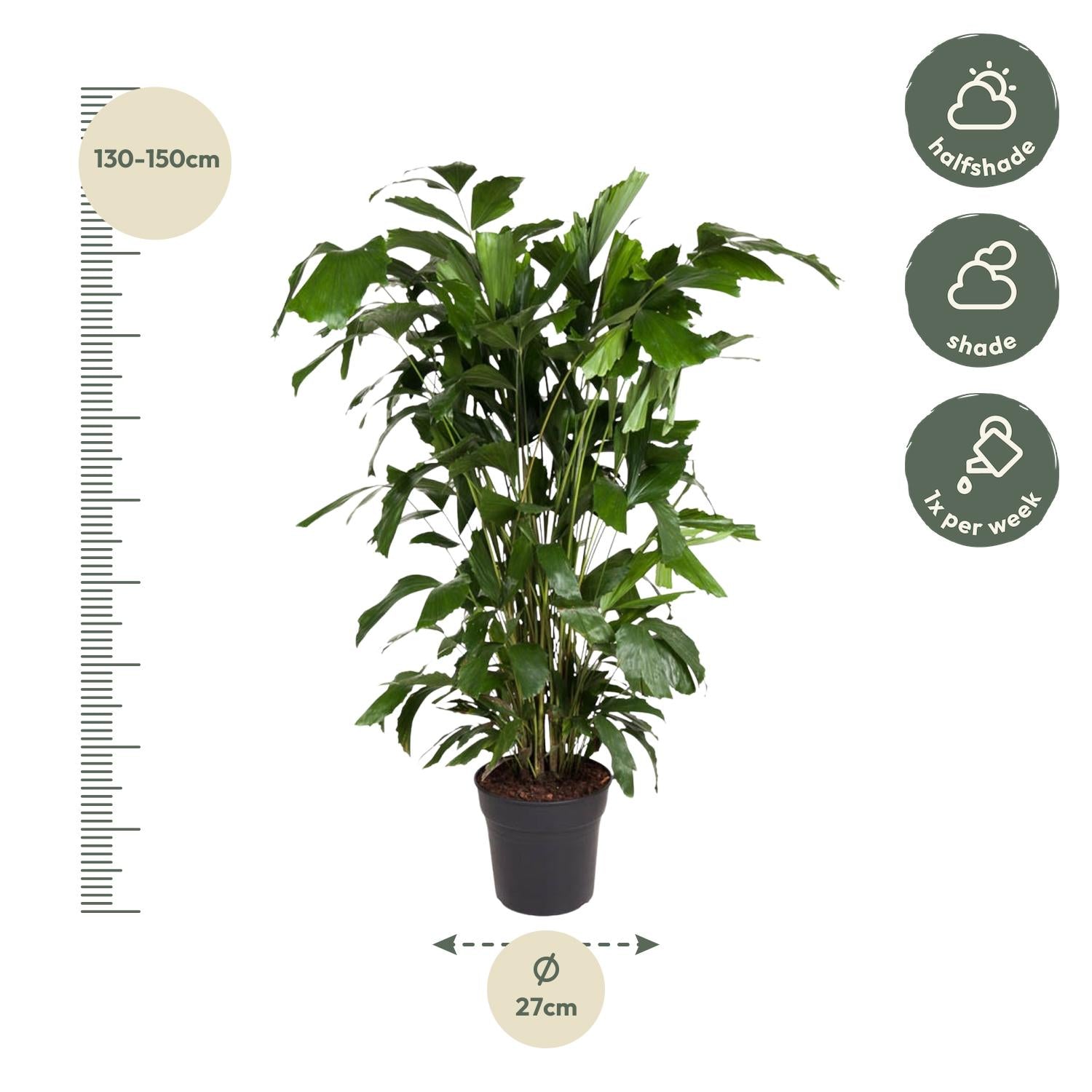 Caryota Mitis – 140 cm – ø27