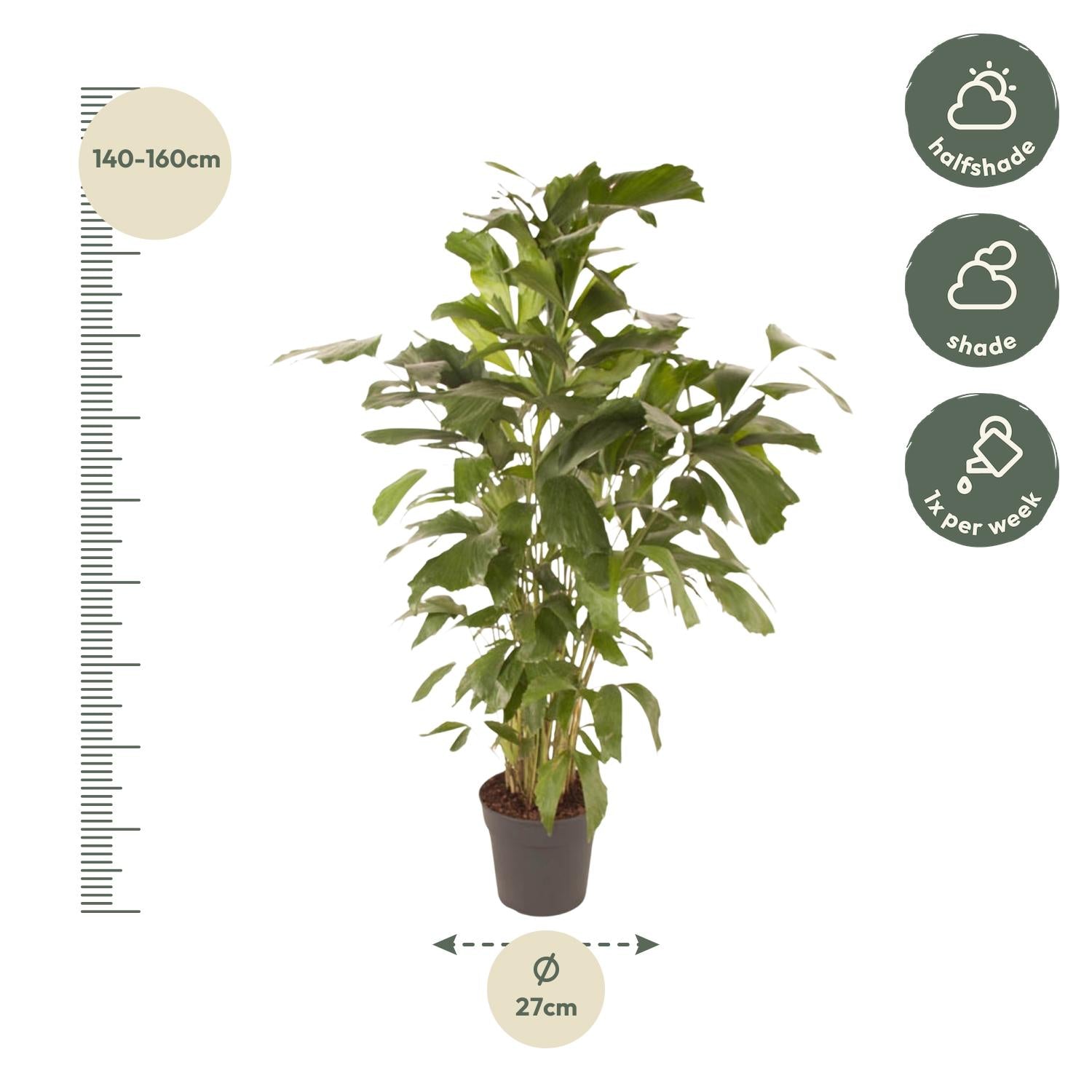 Caryota Mitis – 150 cm – ø27