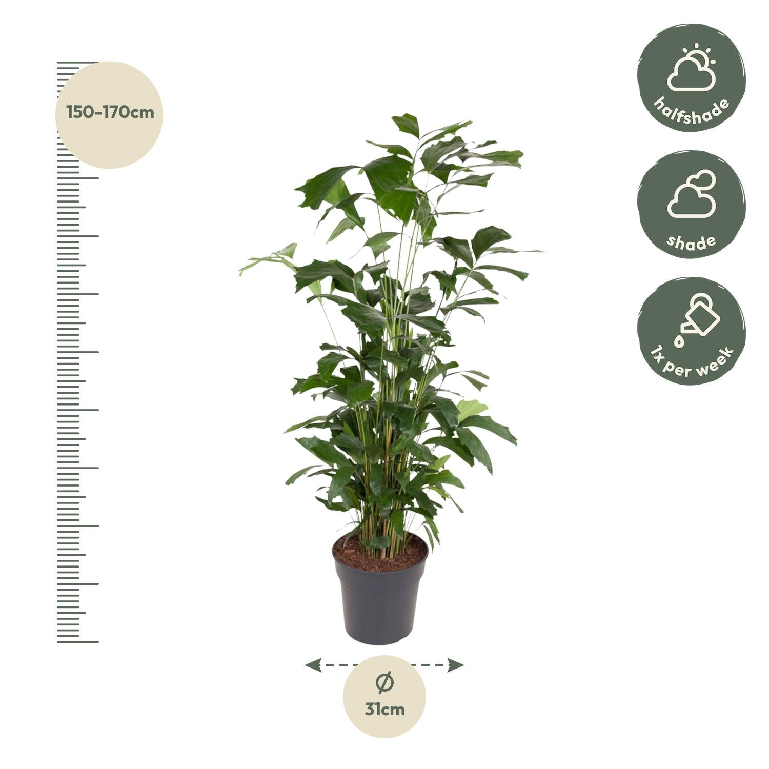 Caryota Mitis – 160 cm – ø31