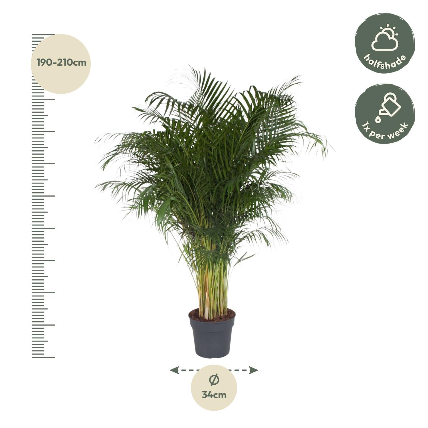 Dypsis Lutescens – 200 cm – ø34 - Goldfruchtpalme