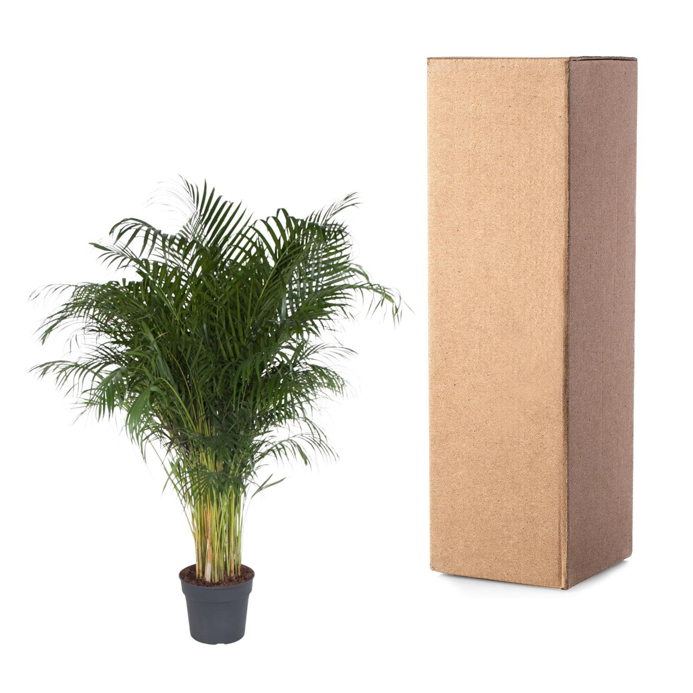 Dypsis Lutescens – 200 cm – ø34 - Goldfruchtpalme