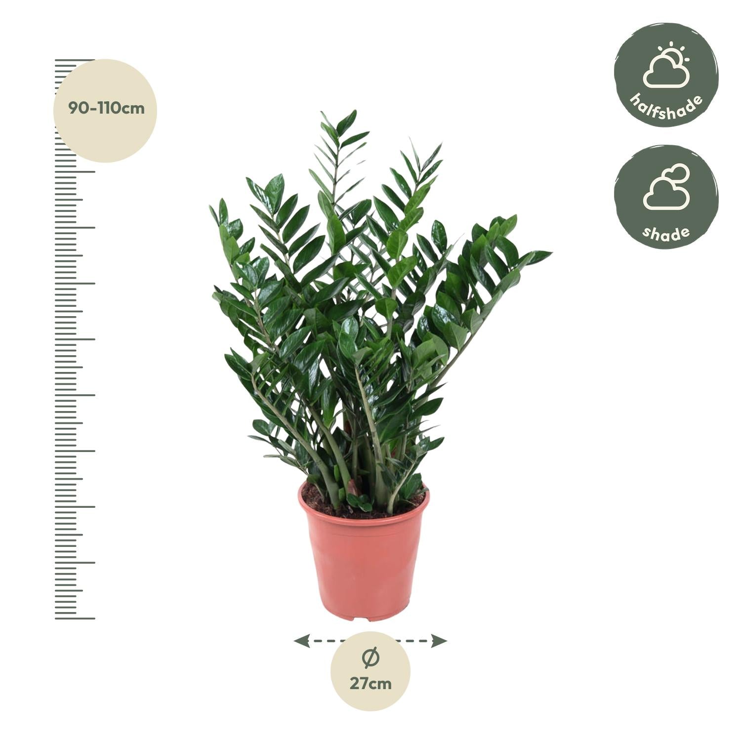 Zamioculcas Zamiifolia - 100 cm - ø27 - Glücksfeder