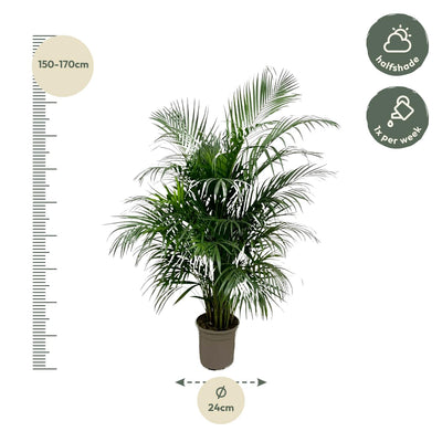 Dypsis Lutescens (Areca-Palme) 160 cm - ø24 - Goldfruchtpalme