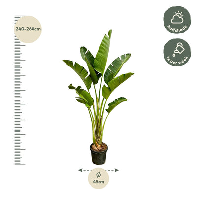 Strelitzia Augusta – 250 cm – ⌀45 - Strelitzie