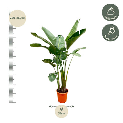 Strelitzia Augusta de luxe XXL - 250cm - ø38 - Strelitzie