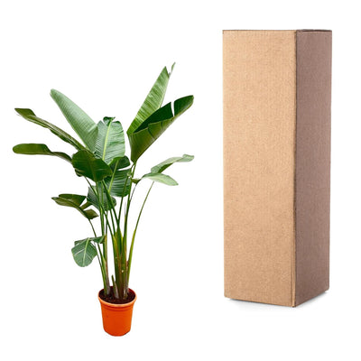 Strelitzia Augusta de luxe XXL - 250cm - ø38 - Strelitzie