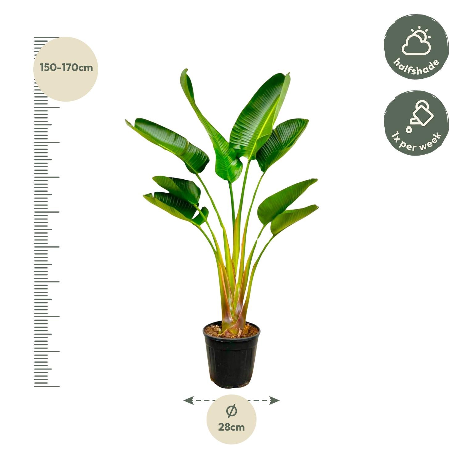 Strelitzia Augusta - 160 cm - Ø28 - Strelitzie