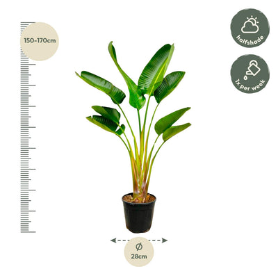 Strelitzia Augusta - 160 cm - Ø28 - Strelitzie