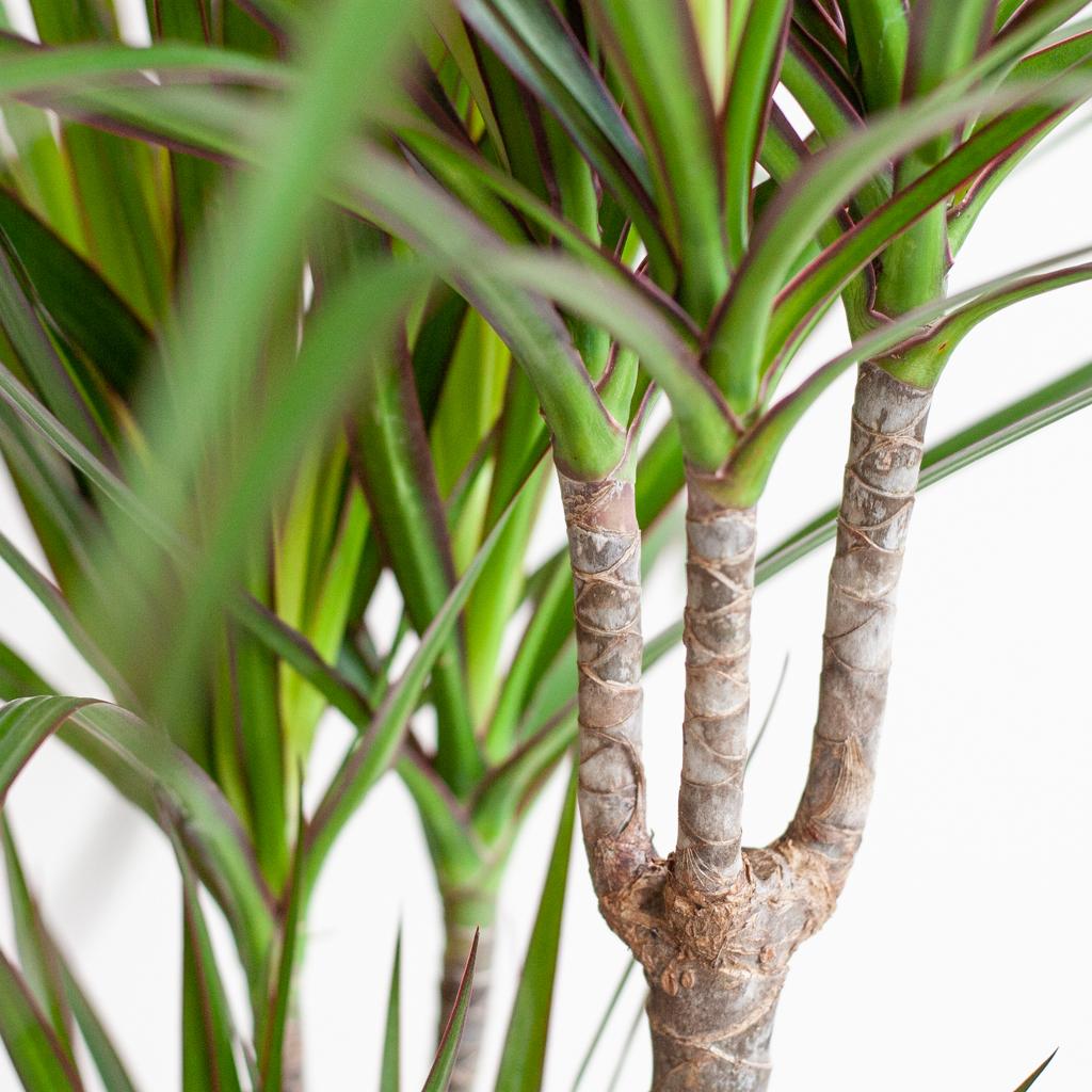 Dracaena Marginata mit Lissabon-Schwarzkorb – 95 cm – Ø21 - Drachenbaum