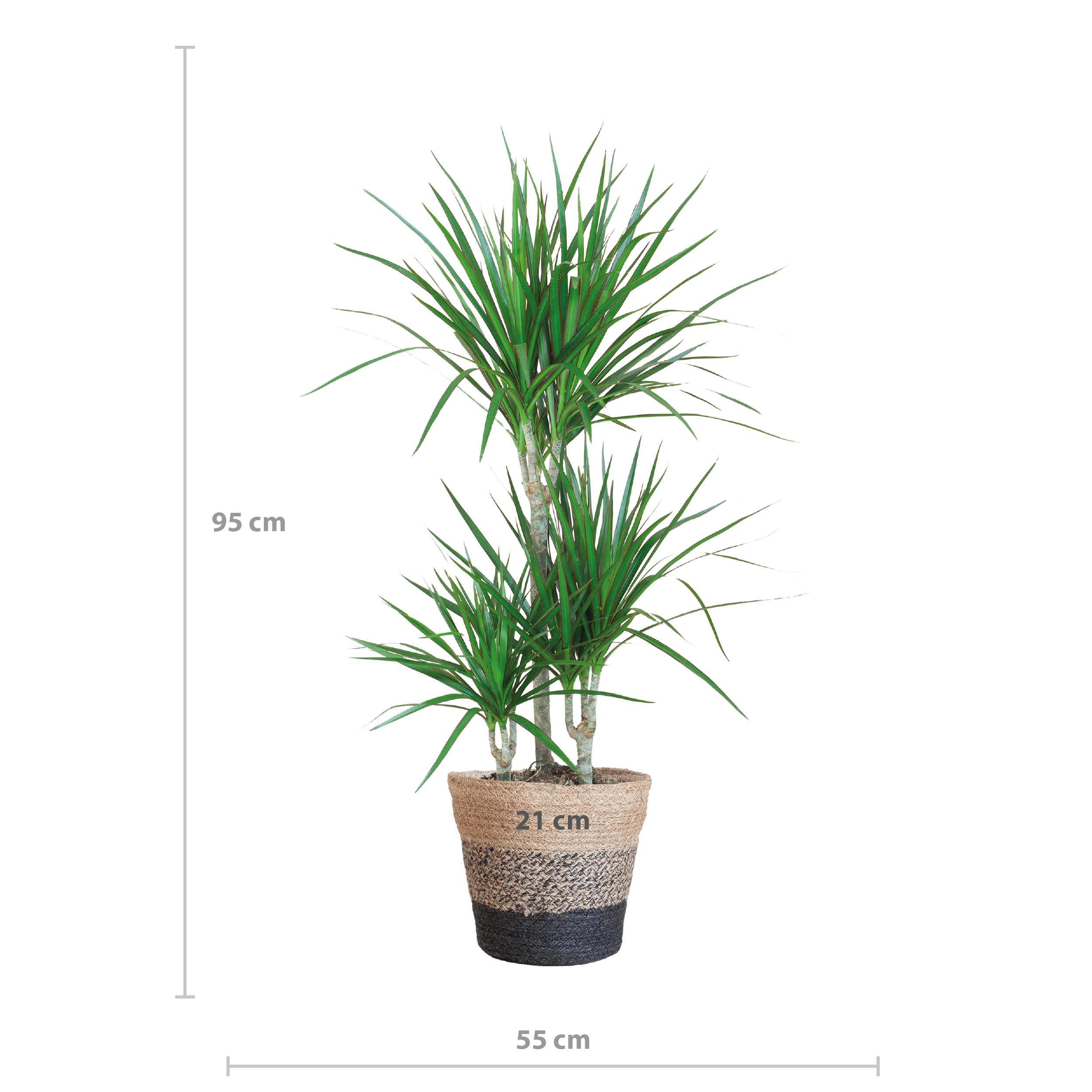 Dracaena Marginata mit Lissabon-Schwarzkorb – 95 cm – Ø21 - Drachenbaum