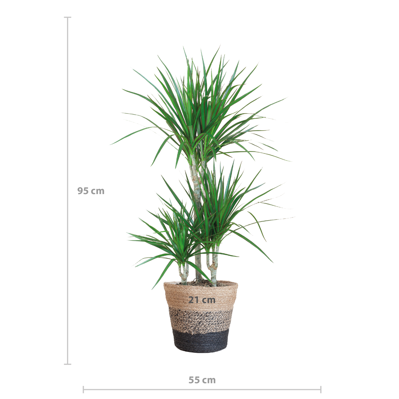 Dracaena Marginata mit Lissabon-Schwarzkorb – 95 cm – Ø21 - Drachenbaum