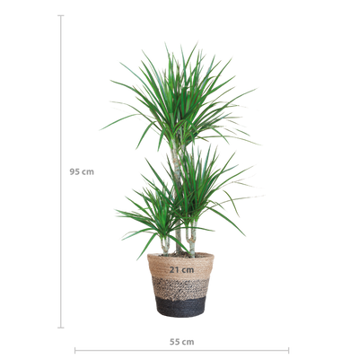 Dracaena Marginata mit Lissabon-Schwarzkorb – 95 cm – Ø21 - Drachenbaum