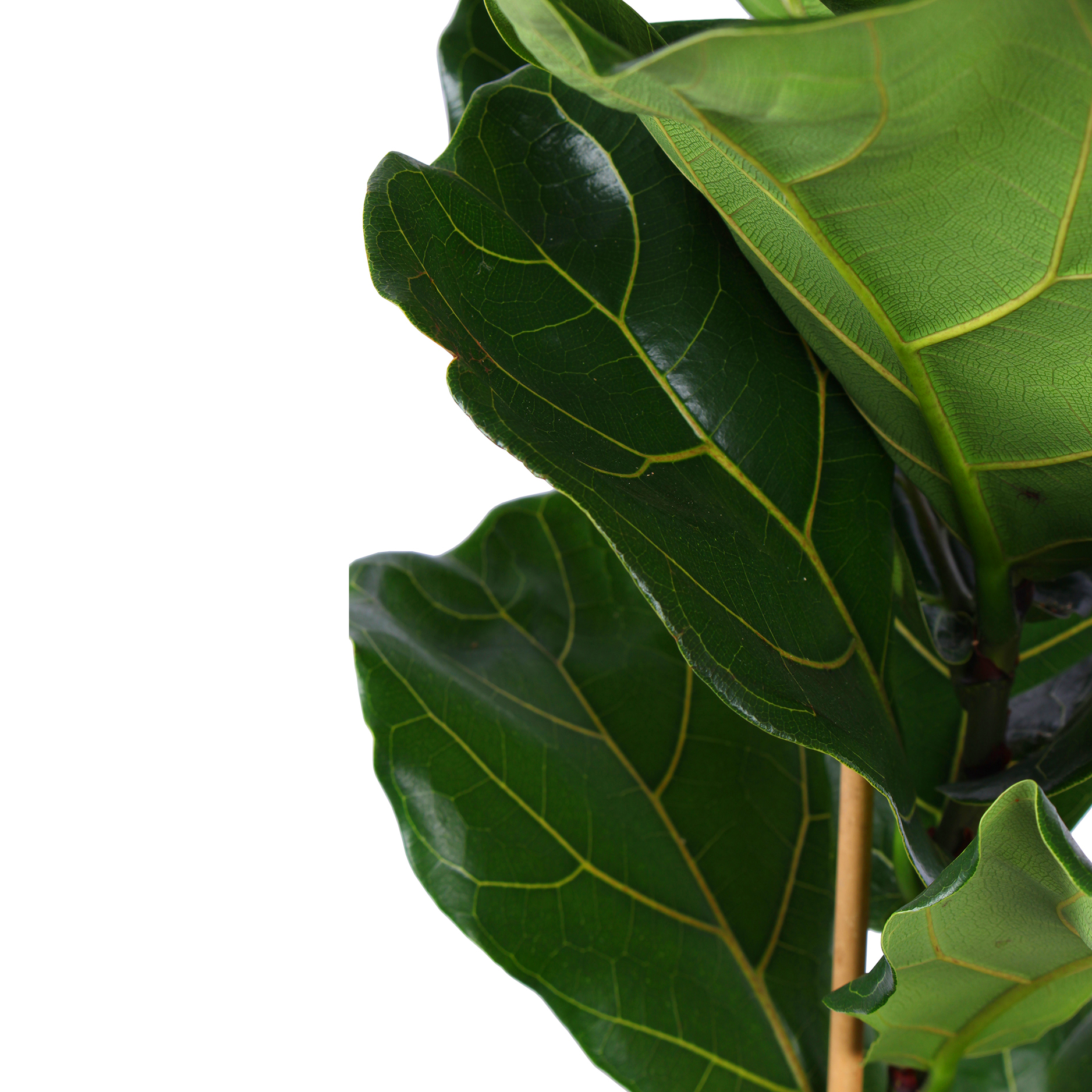 Ficus Lyrata – Ø21cm – ↕90cm