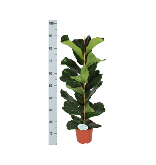 Ficus Lyrata – Ø21cm – ↕90cm