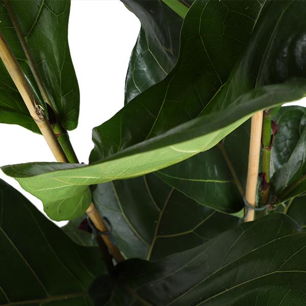 Ficus Lyrata – Ø24cm – ↕120cm