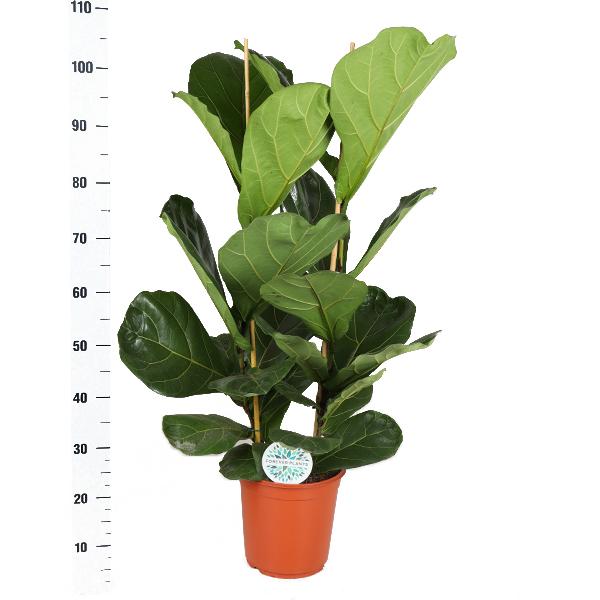 Ficus Lyrata – Ø24cm – ↕120cm