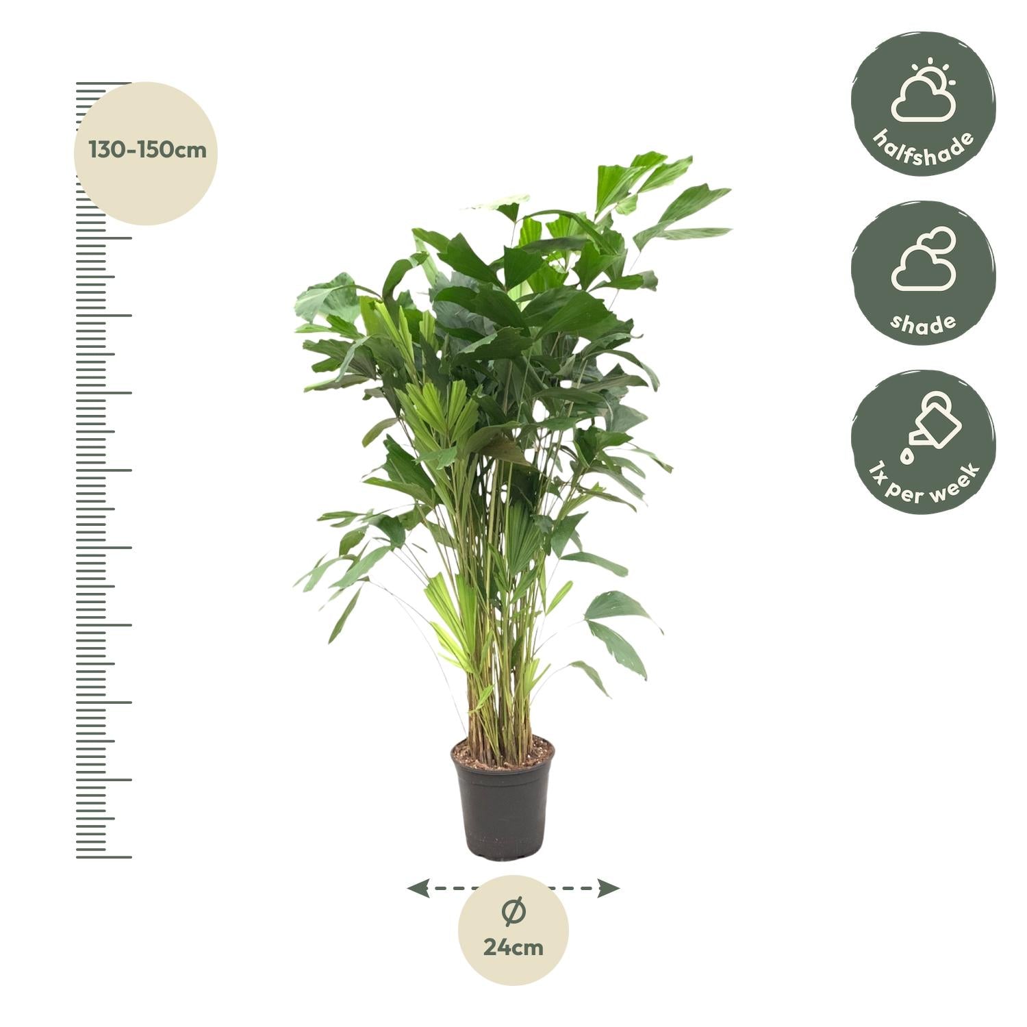 Caryota Mitis – 140 cm – ø24