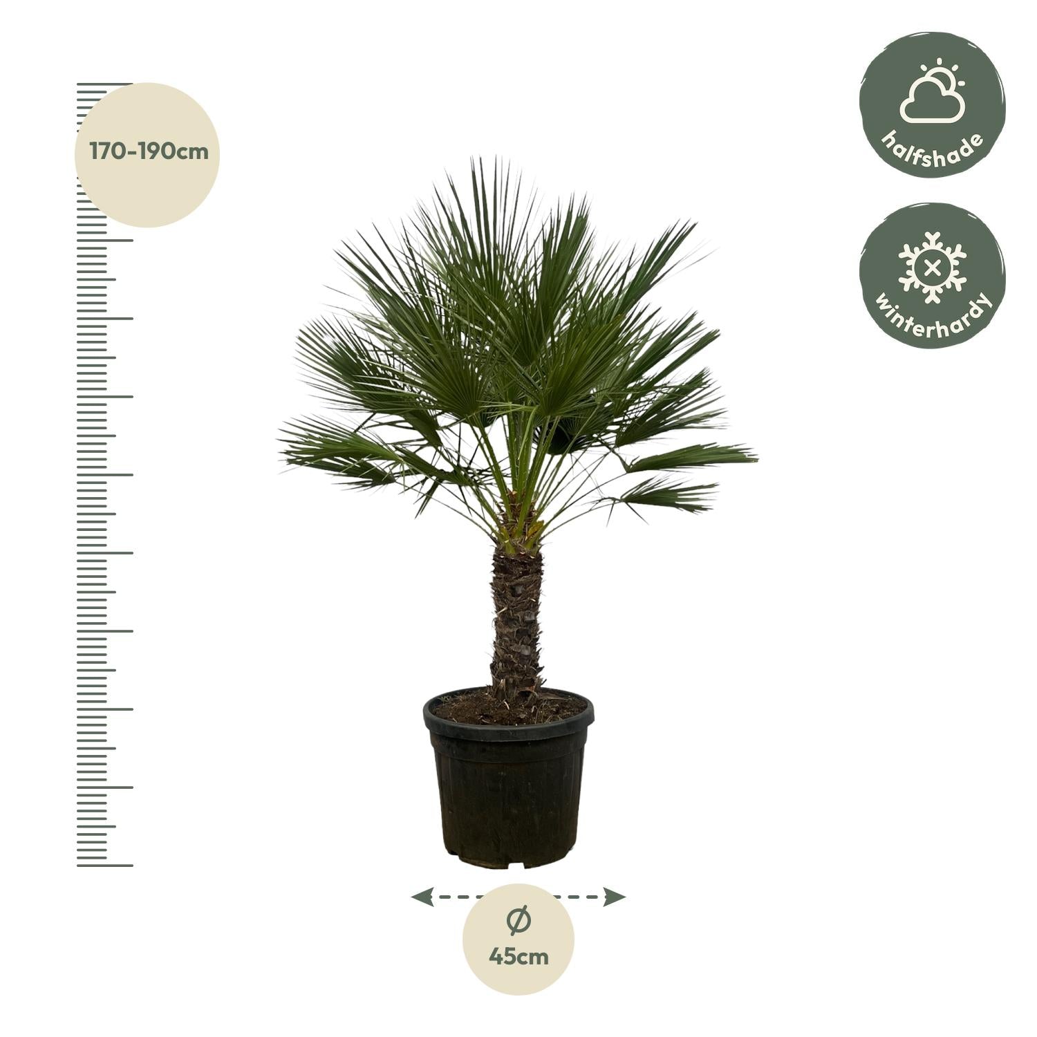 Chamaerops Humilis am Stiel – 150 cm – Ø45 cm - Europäische Zwergpalme