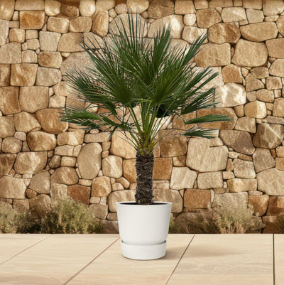 Chamaerops Humilis am Stiel – 150 cm – Ø45 cm - Europäische Zwergpalme