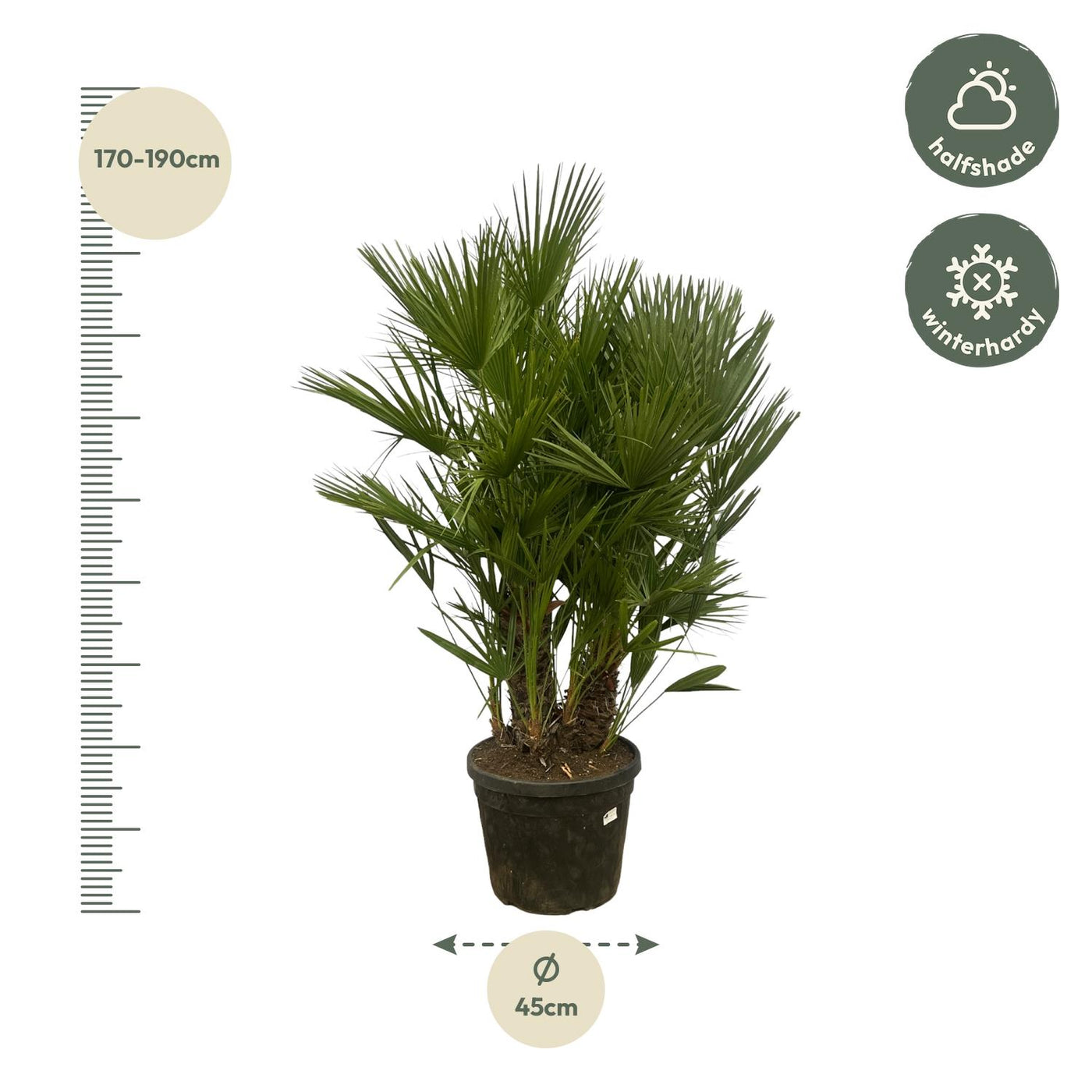 Chamaerops Humilis mit mehreren Stämmen – 180 cm – Ø45 cm - Europäische Zwergpalme