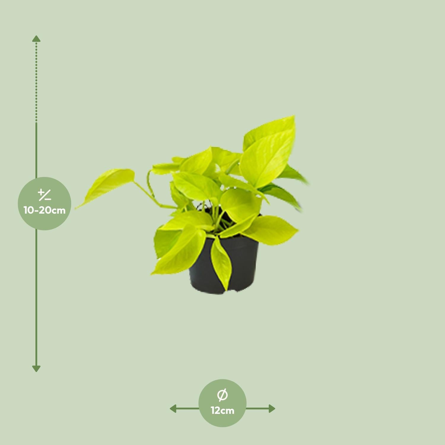 Epipremnum Golden Pothos - Ø12 - ↨15cm - Efeutute