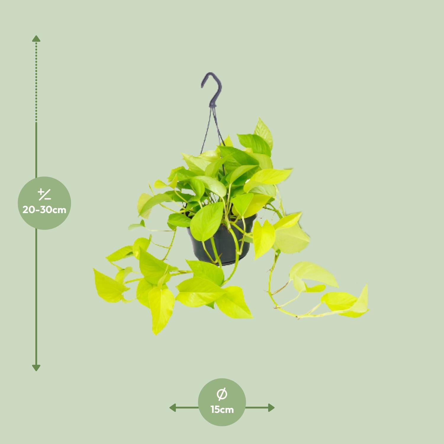 Epipremnum Golden Pothos - Ø15 - ↨25cm - Efeutute