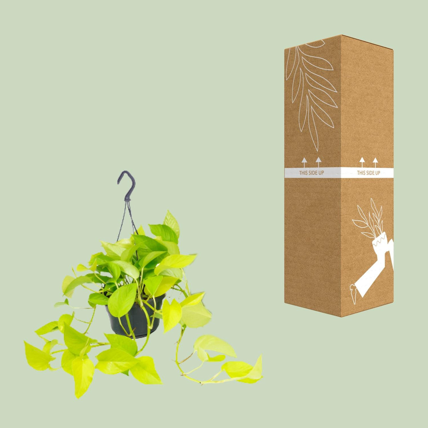 Epipremnum Golden Pothos - Ø15 - ↨25cm - Efeutute