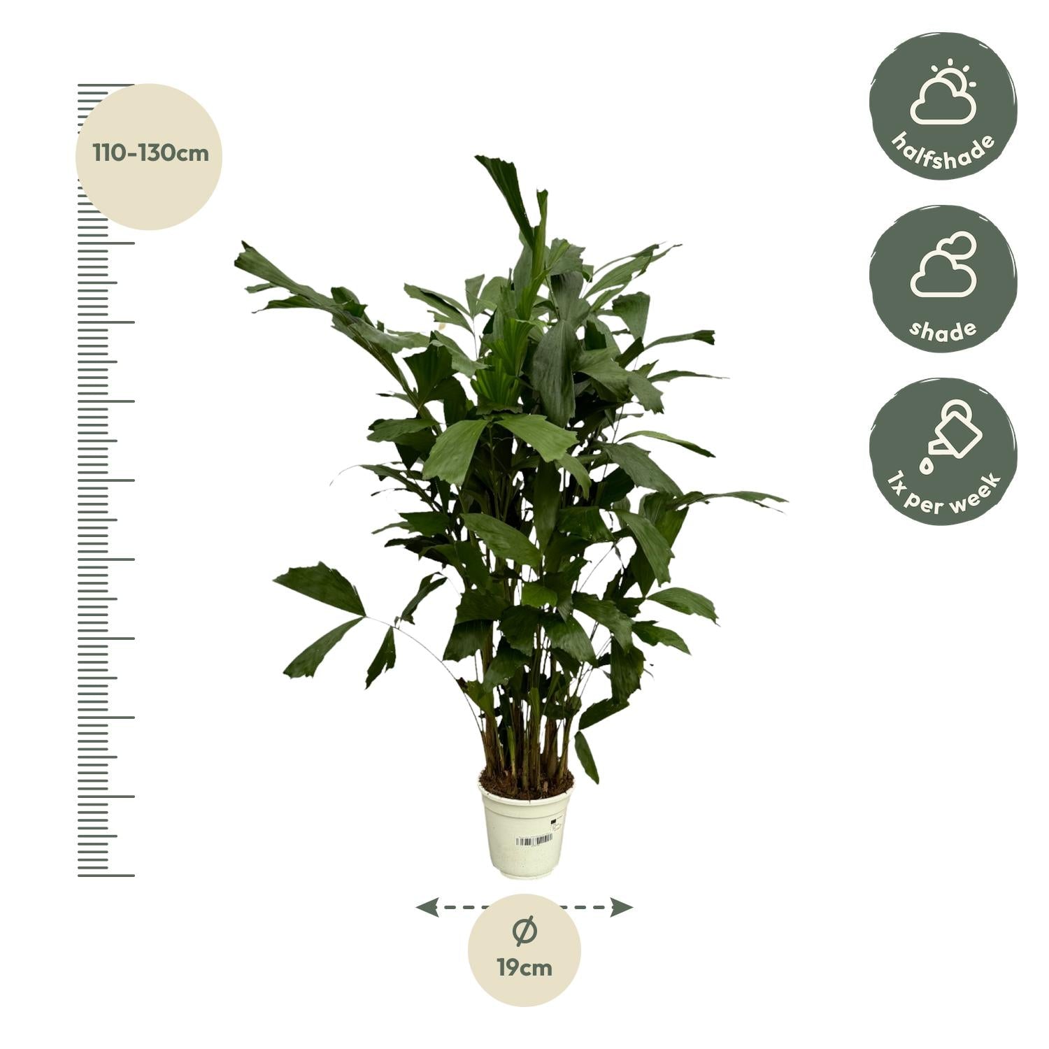 Caryota Mitis – 120 cm – Ø19 cm