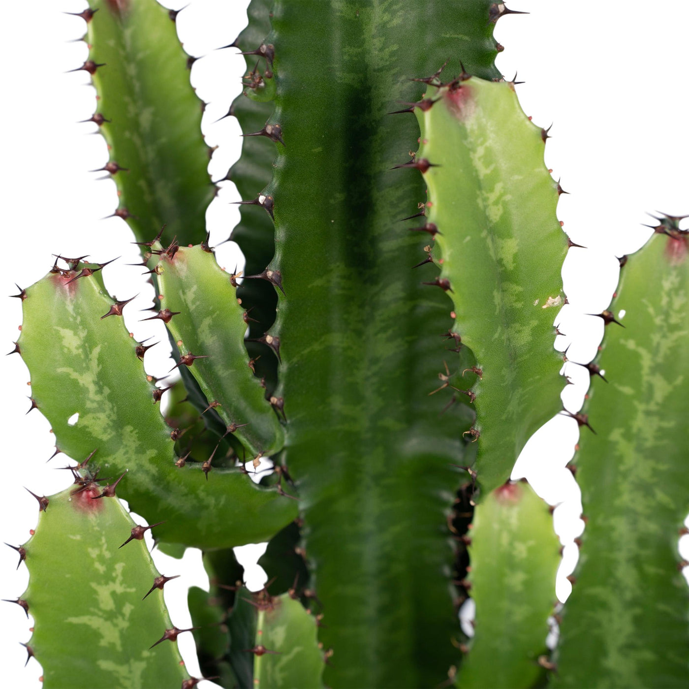 Euphorbia Acrurensis - Ø24 - ↨60cm - Wolfsmilch