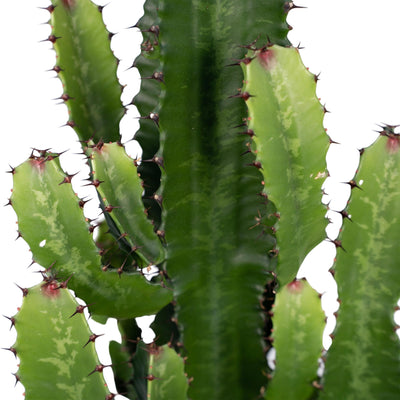 Euphorbia Acrurensis - Ø24 - ↨60cm - Wolfsmilch