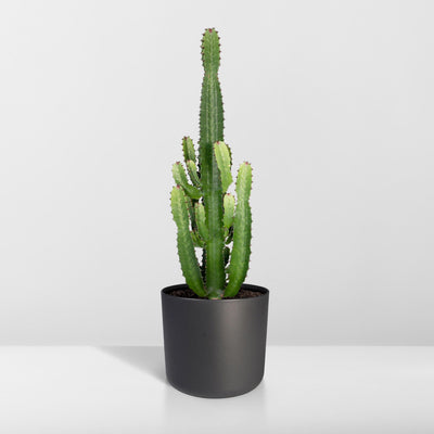 Euphorbia Acrurensis - Ø24 - ↨60cm - Wolfsmilch