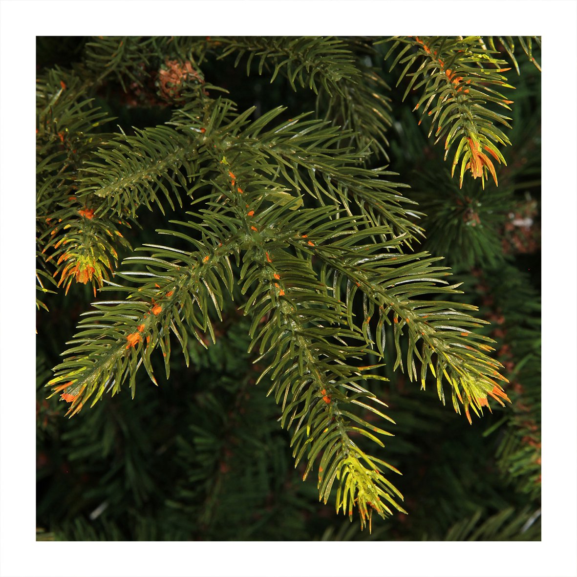 Künstlicher Weihnachtsbaum – H155 x Ø109 cm – Grün