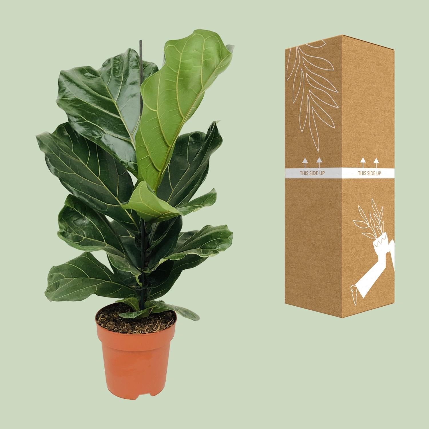 Ficus Lyrata - Ø17cm - ↕75cm