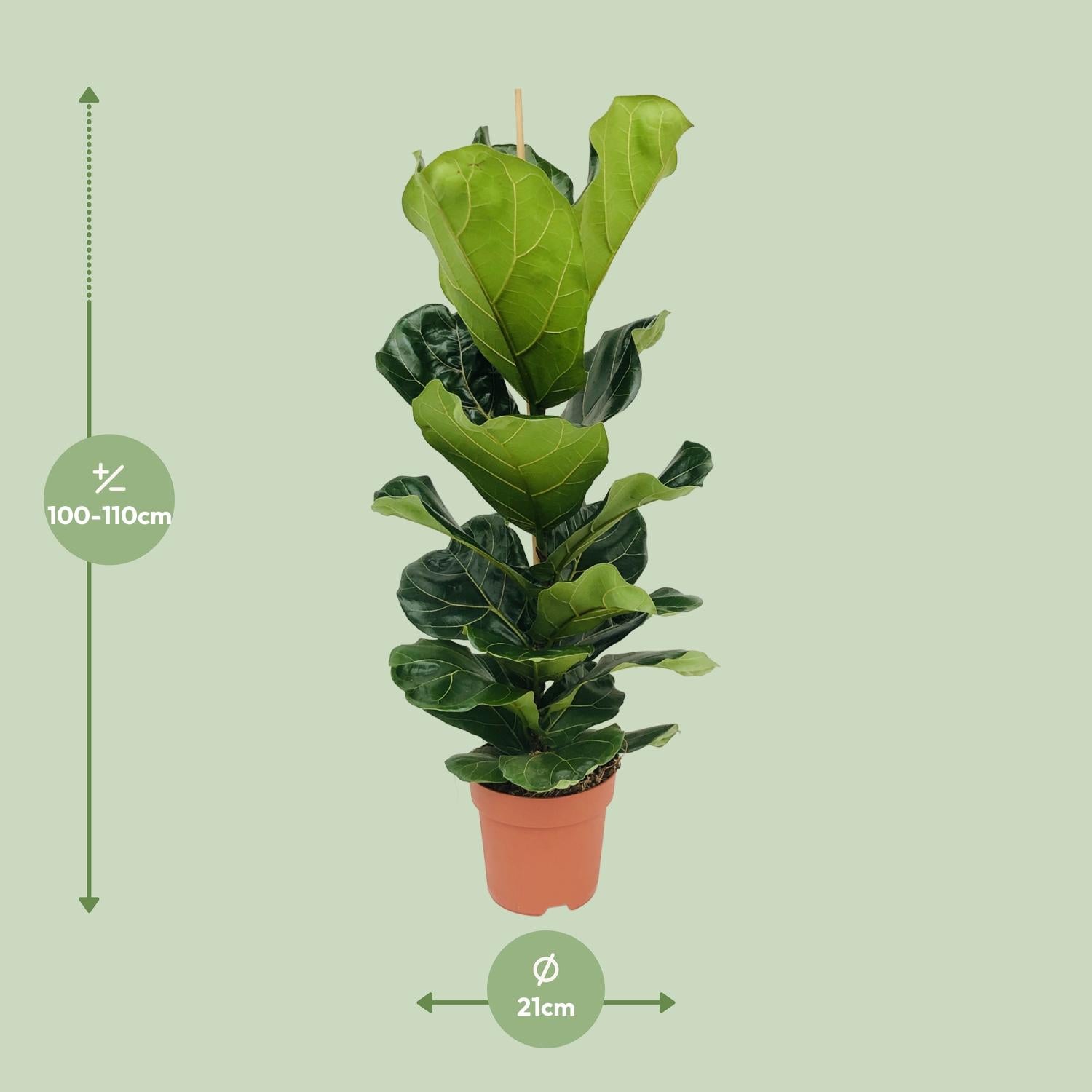 Ficus Lyrata – Ø21cm – ↕100cm