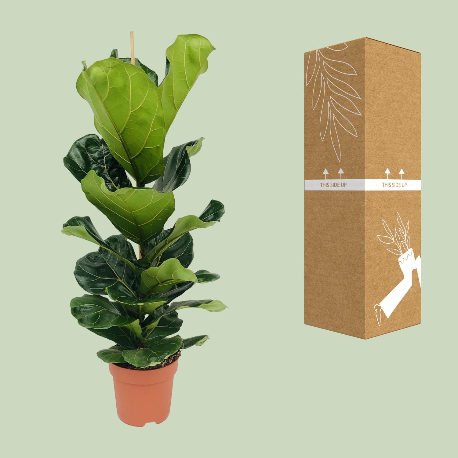 Ficus Lyrata – Ø21cm – ↕100cm