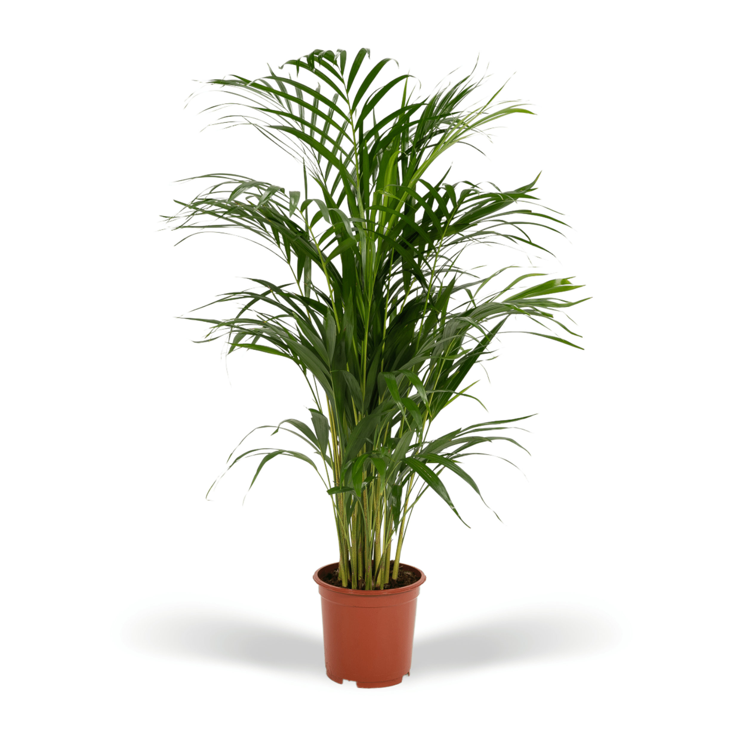 Areca-Palme - Ø19cm - ↕85cm