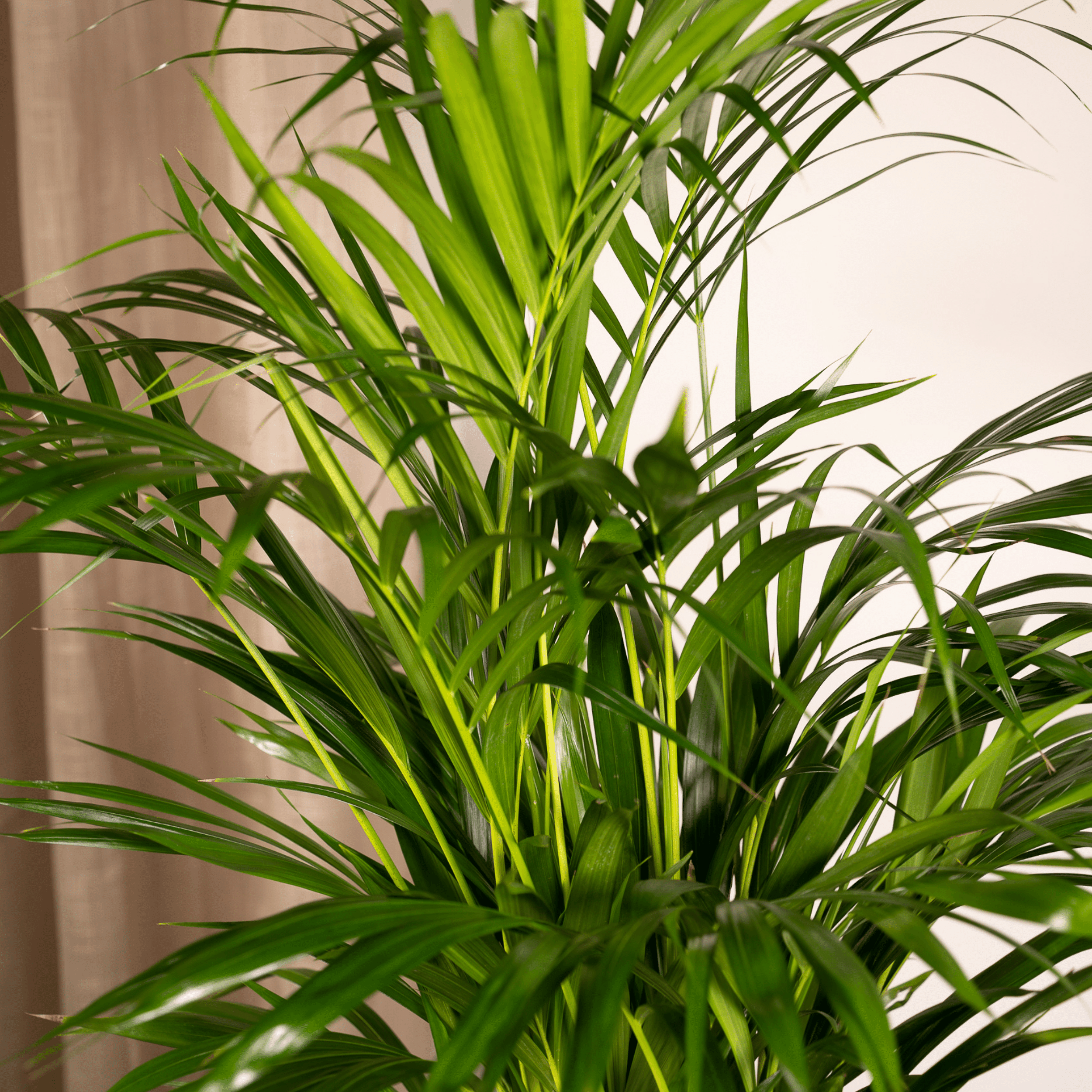 Areca-Palme - Ø19cm - ↕85cm