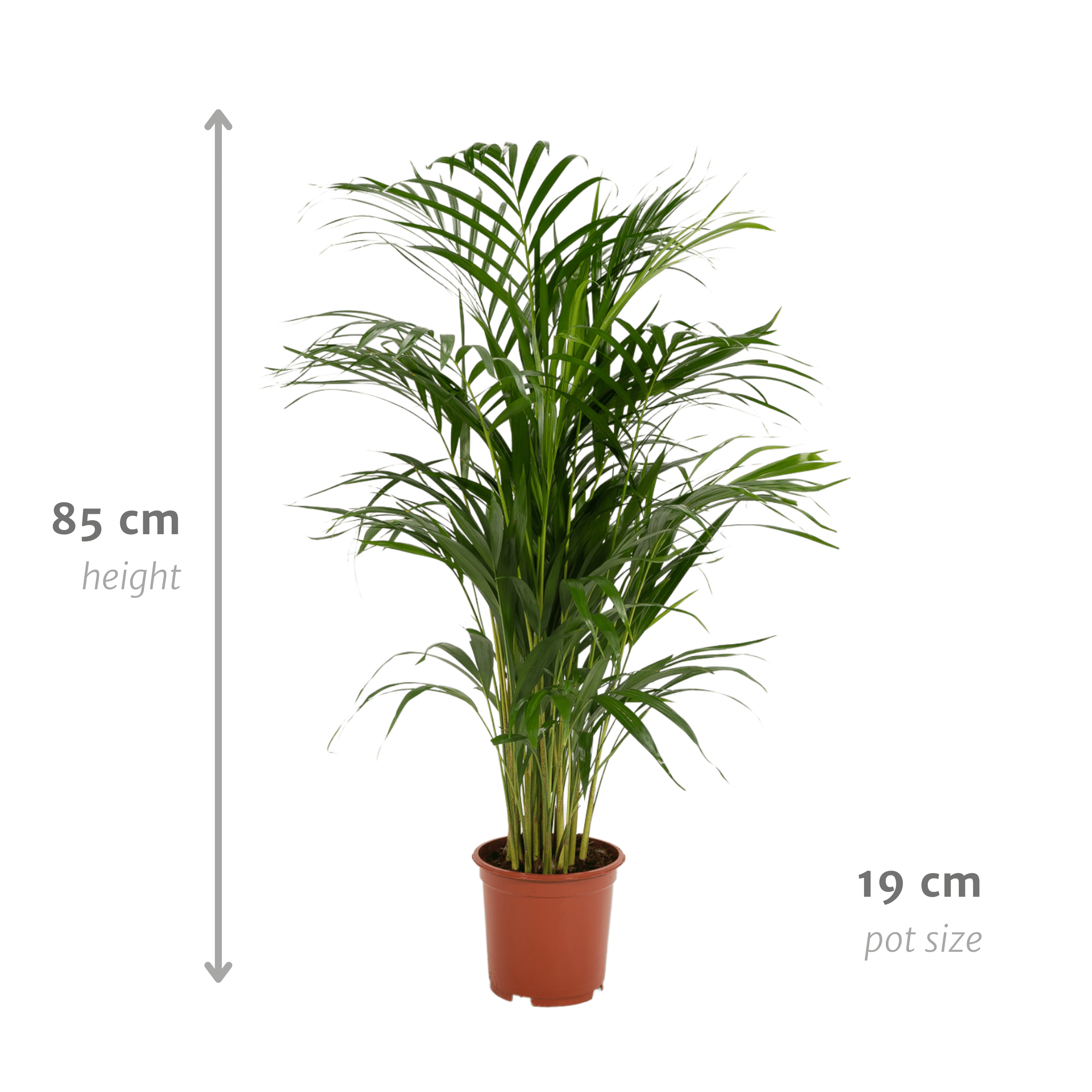 Areca-Palme - Ø19cm - ↕85cm